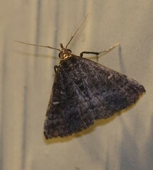 Tetanolita mynesalis