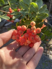 Sorbus sitchensis