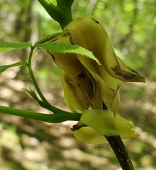 Phylloxera caryaemagna