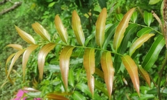 Lygodiaceae