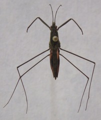 Aquarius najas