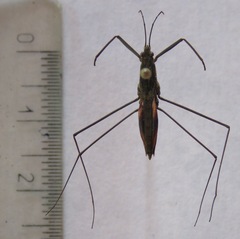 Aquarius najas