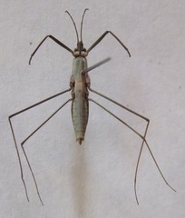 Aquarius najas