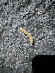 Spodoptera frugiperda