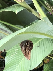 Caligo oedipus