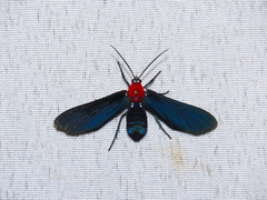 Psoloptera thoracica