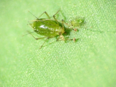 Macrosiphum euphorbiae