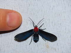 Psoloptera thoracica