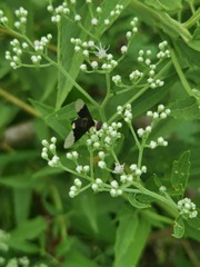 Bombyliidae