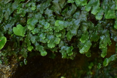 Conocephalum conicum