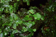 Conocephalum conicum