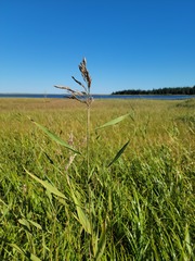 Spartina