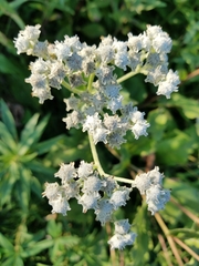 Parthenium integrifolium