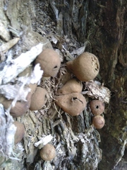 Apioperdon