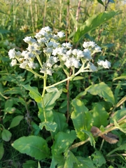 Parthenium integrifolium