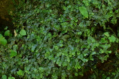 Conocephalum conicum