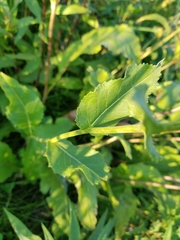 Parthenium integrifolium