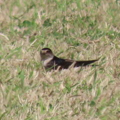 Petrochelidon nigricans
