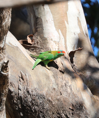 Glossopsitta concinna
