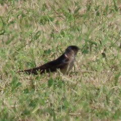Petrochelidon nigricans