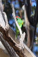 Glossopsitta concinna