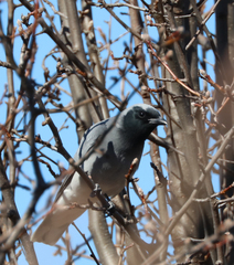 Coracina novaehollandiae