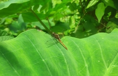 Rhodothemis rufa