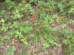 Oryzopsis asperifolia