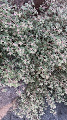 Euphorbia melanadenia