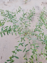 Phyllanthus warnockii