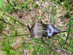 Arisaema consanguineum