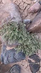 Euphorbia melanadenia