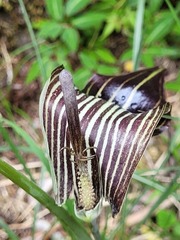 Arisaema consanguineum