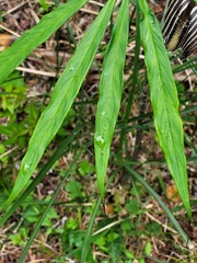 Arisaema consanguineum