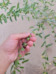 Phyllanthus warnockii