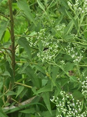 Bombyliidae