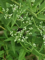 Bombyliidae