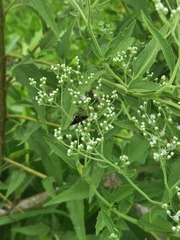 Bombyliidae