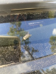 Tabanus nigrovittatus