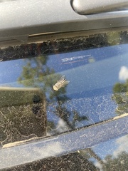 Tabanus nigrovittatus