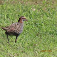 Gallirallus philippensis