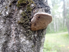 Phellinus tremulae