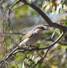 Gavicalis virescens