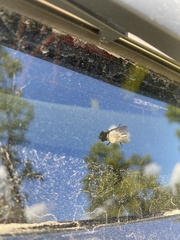 Tabanus nigrovittatus