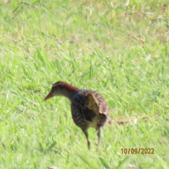 Gallirallus philippensis