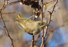 Lichmera indistincta