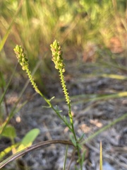 Polygala nuttallii