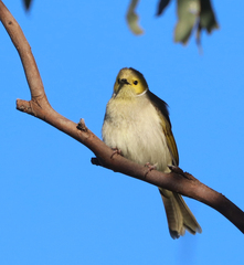 Ptilotula penicillata