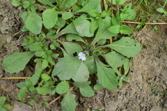 Mazus pumilus