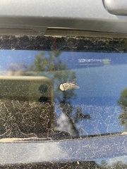 Tabanus nigrovittatus